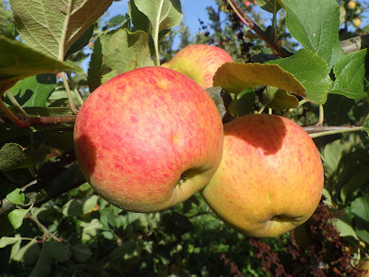 Le Verger De Mon Voisin, Ferme Fruitière Biologique Ferme Bio à Questembert