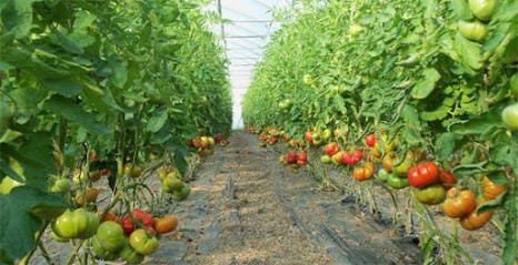 Les Serres des Anglois, Ferme Bio à Angoulins
