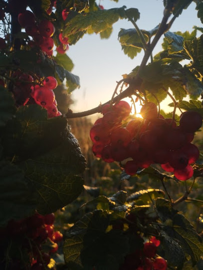 La Ronde Des Fruits, Ferme Bio à Longuenée-en-Anjou