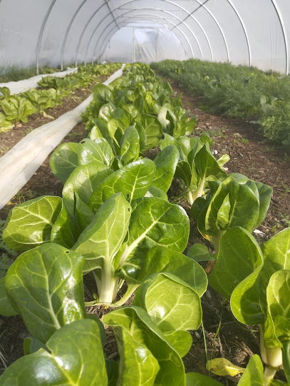 Le Théâtre Du Vivant Légumes Bio Direct Productrice, Ferme Bio à Générac