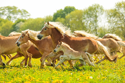 Haras De La Vallée Des Haflinger, Ferme Bio à Degré