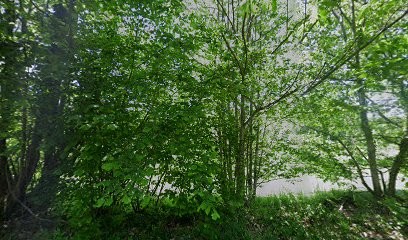 Perles de Montintin (cueillette), Ferme Bio à Château-Chervix