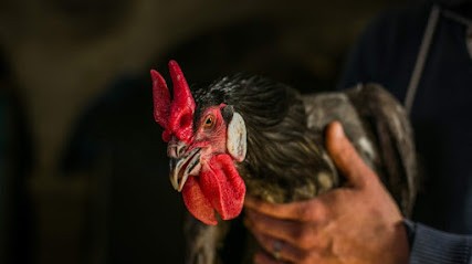 La Ferme des Cattiers, Ferme Bio à Lentiol
