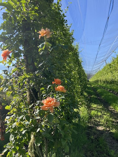 VERGERS BIO des PRUNERAIES, Ferme Bio à Aiguillon