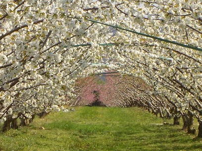 Les Vergers De Maubec, Ferme Bio à Montélimar