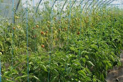 Les légumes de Valbo - la haie légumes biologiques, Magasin Bio à La Mézière