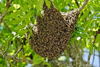 Beeodiv Apiculture, Ferme Bio au Mesnil-Saint-Denis