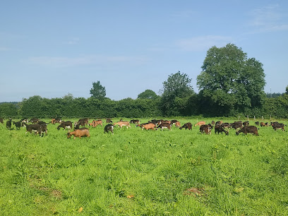 Chèvrerie De La Tuilerie, Ferme Bio à la Lande-de-Goult