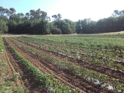 Le Cayre de Valjancelle, Ferme Bio à Tourves