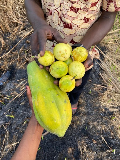 Les Terroirs du Congo, Magasin Bio à Paris 18