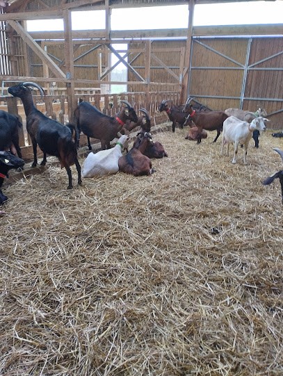 Chèvres d'ici, Ferme Bio à Mardié
