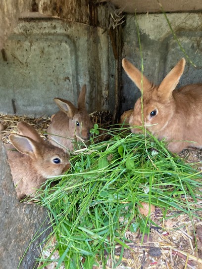 Ferme du Hazard, Ferme Bio à Gerbépal