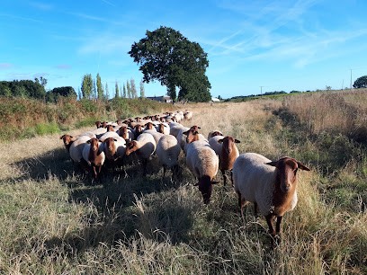 Ferme Du Gros Chêne: Vente Directe D'agneau, Poulet Et Cochon Bio, Ferme Bio à Fréhel