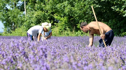 Florixir, Producteurs De Plantes Aromatiques Et Médicinales BIO, Ferme Bio à Ham