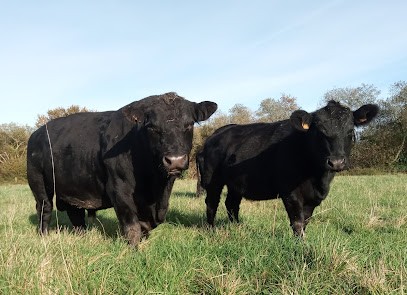 BOEUF ANGUS de Loctudy, Ferme Bio à Loctudy