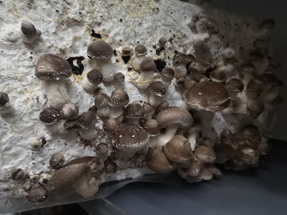 Les Champignons De L'argoat, Ferme Bio à Bégard