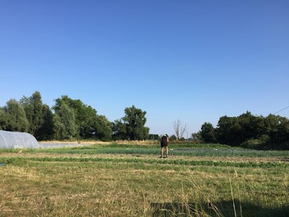 Production Maraîchère Biologique - Le Jardin Aux Grenouilles - Ferme Marché Bio, Ferme Bio à Steenvoorde